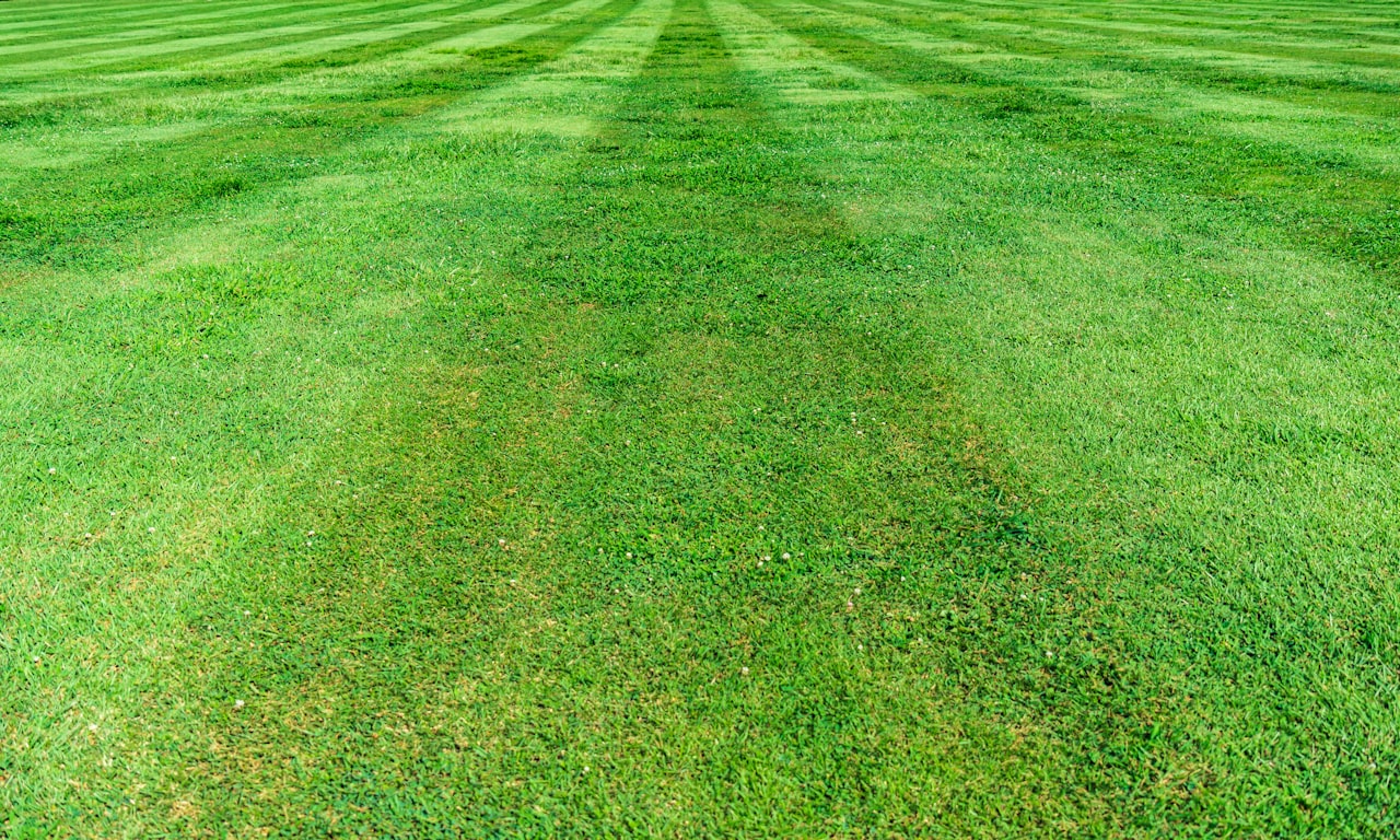 can-you-prune-hedges-in-summer