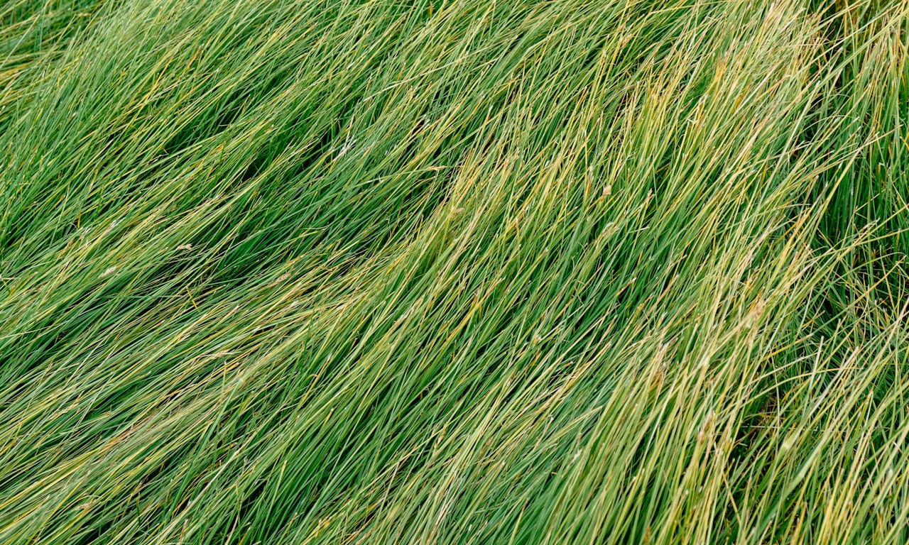 how-to-control-weeds-in-lawn-nz