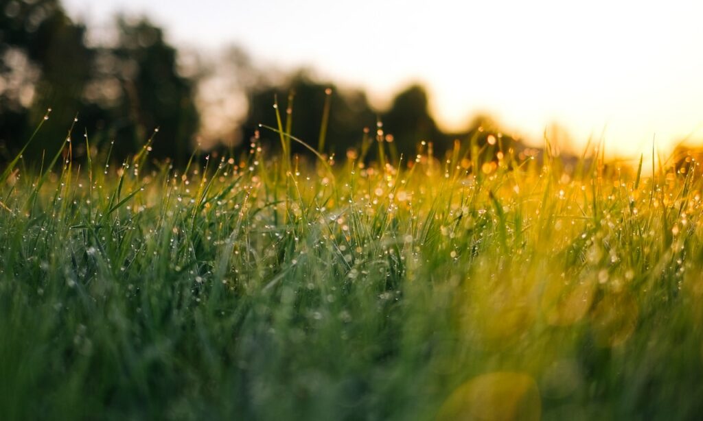 how-to-control-weeds-in-rock-beds