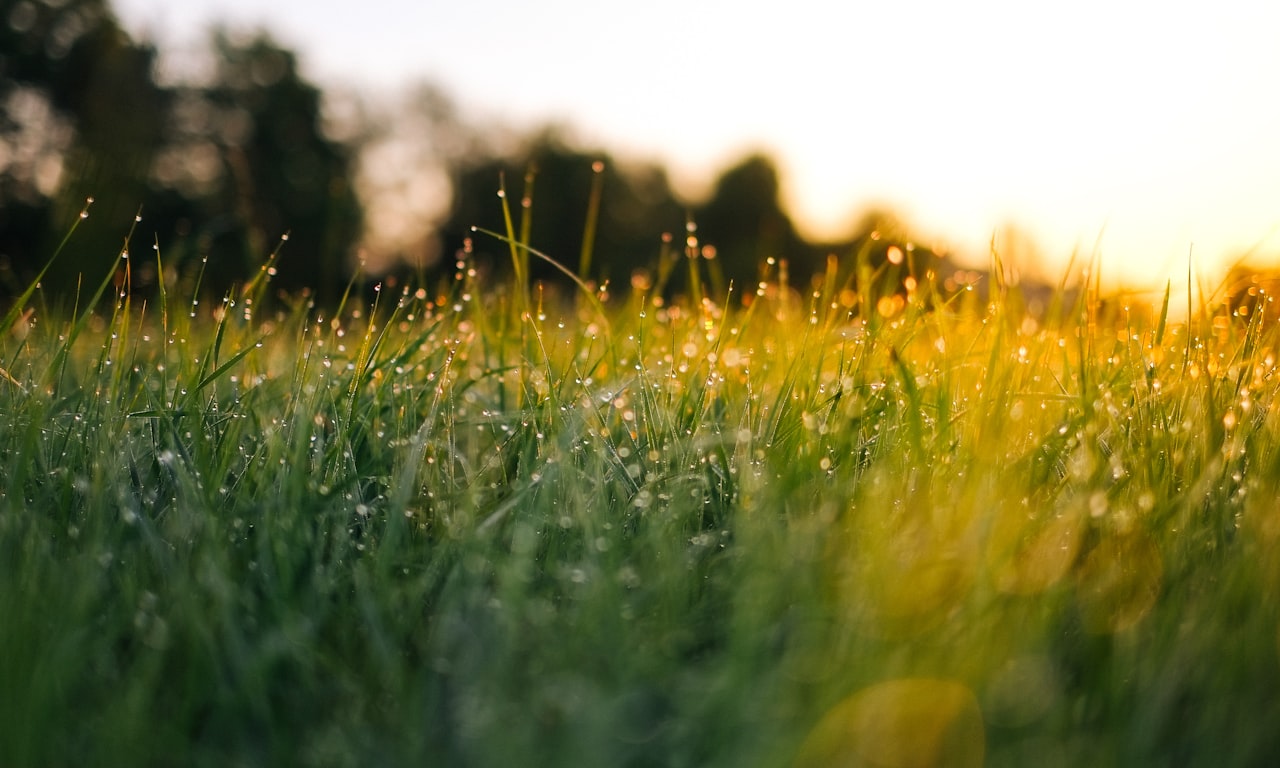 how-to-control-weeds-in-rock-beds