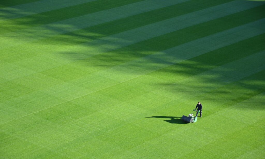 how-to-trim-a-fejoa-hedge-and-fertilise