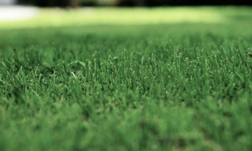 how-to-trim-hedges