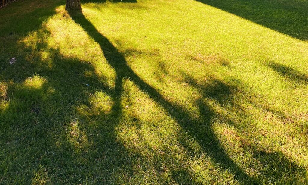 how-to-trim-hedges-by-hand