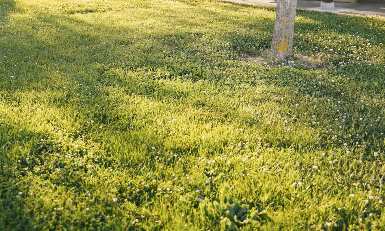 how-to-trim-hedges-evenly