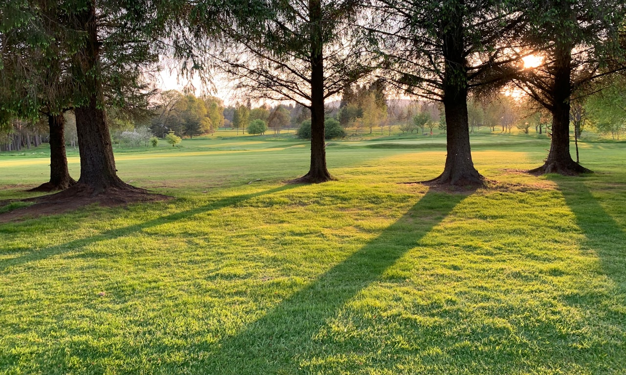 how-to-trim-overgrown-cedar-hedges