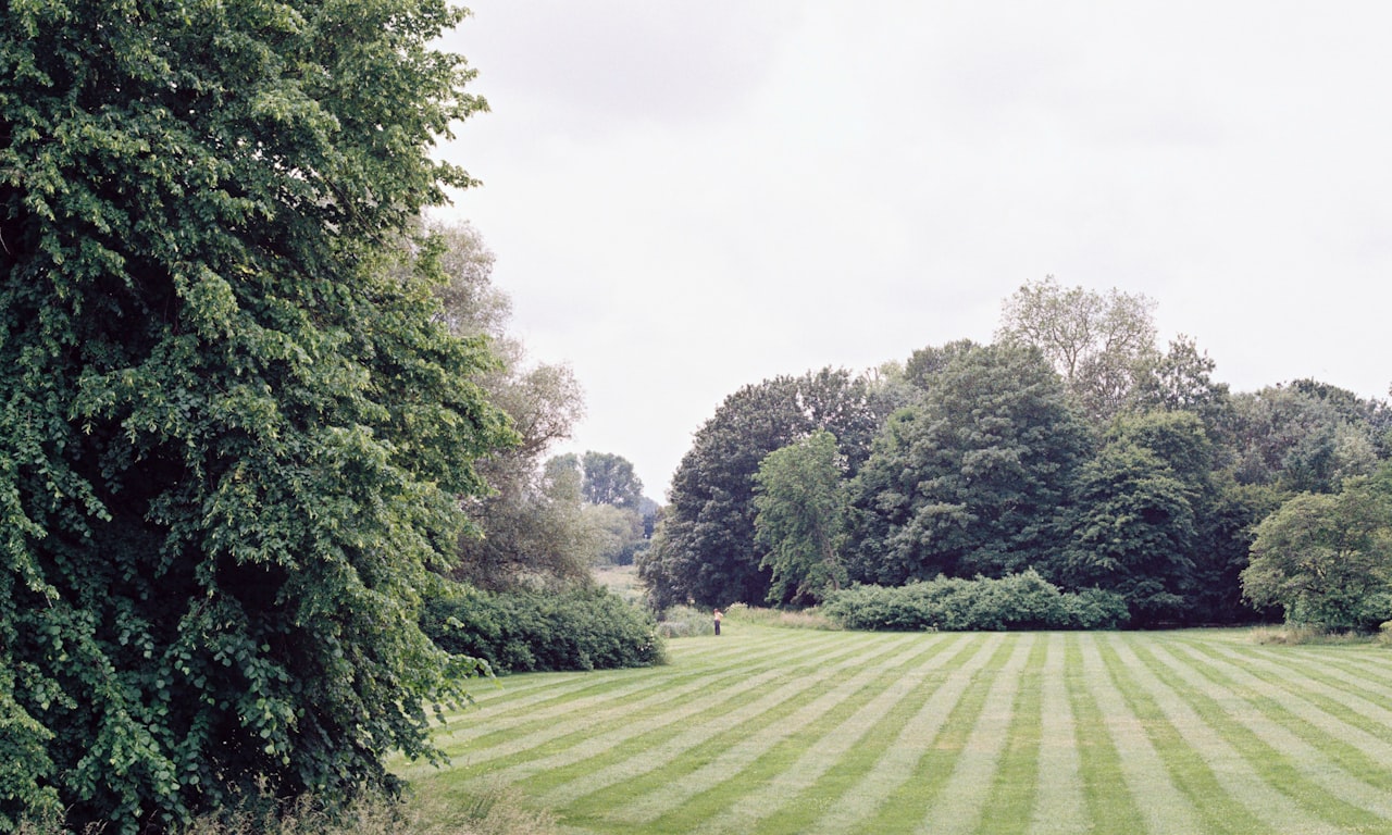 how-to-trim-totara-tree-to-hedge-end