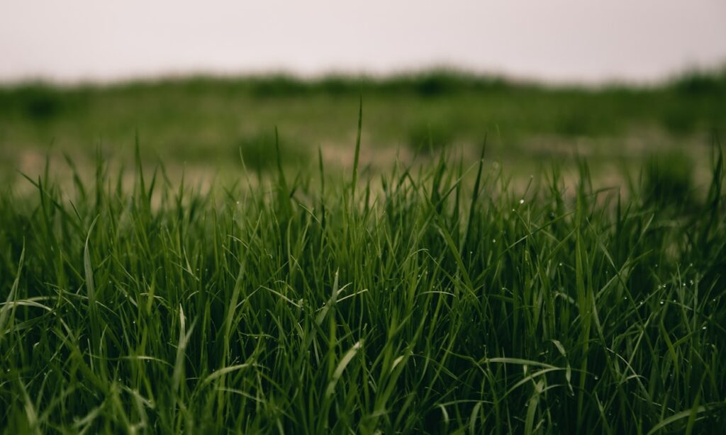 how-to-use-mulch-for-weed-control