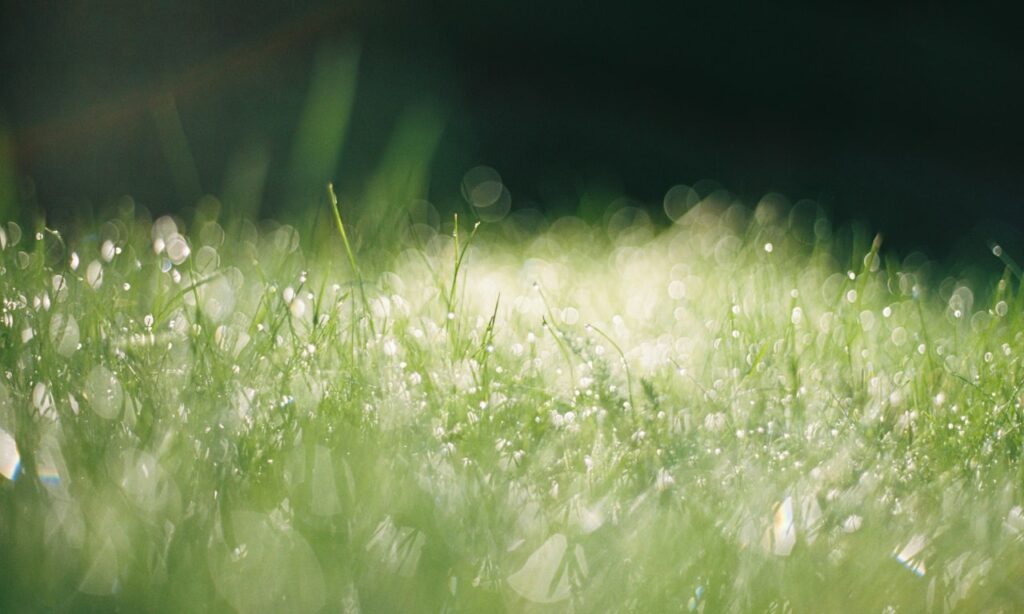 should-you-trim-hedges-in-a-drought