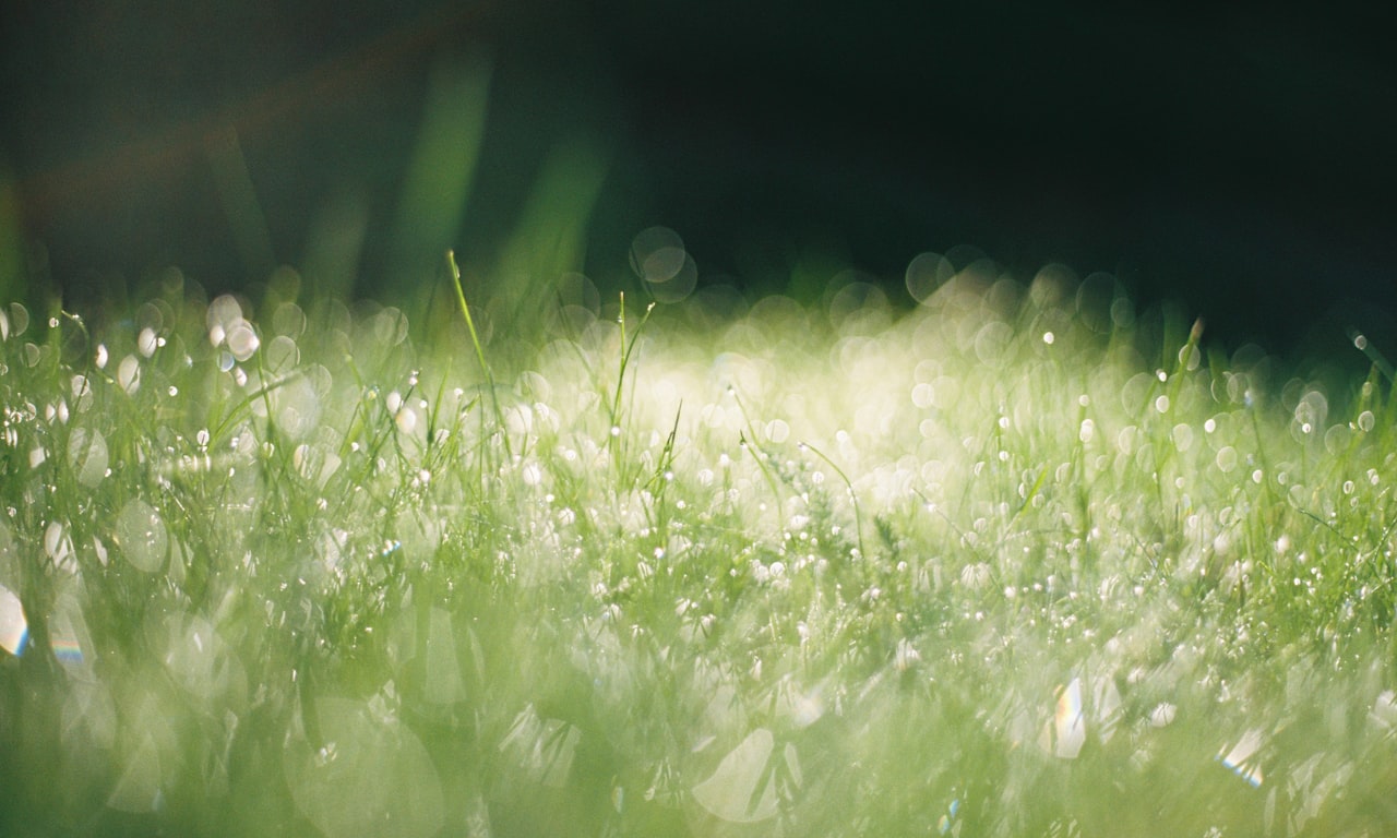 should-you-trim-hedges-in-a-drought