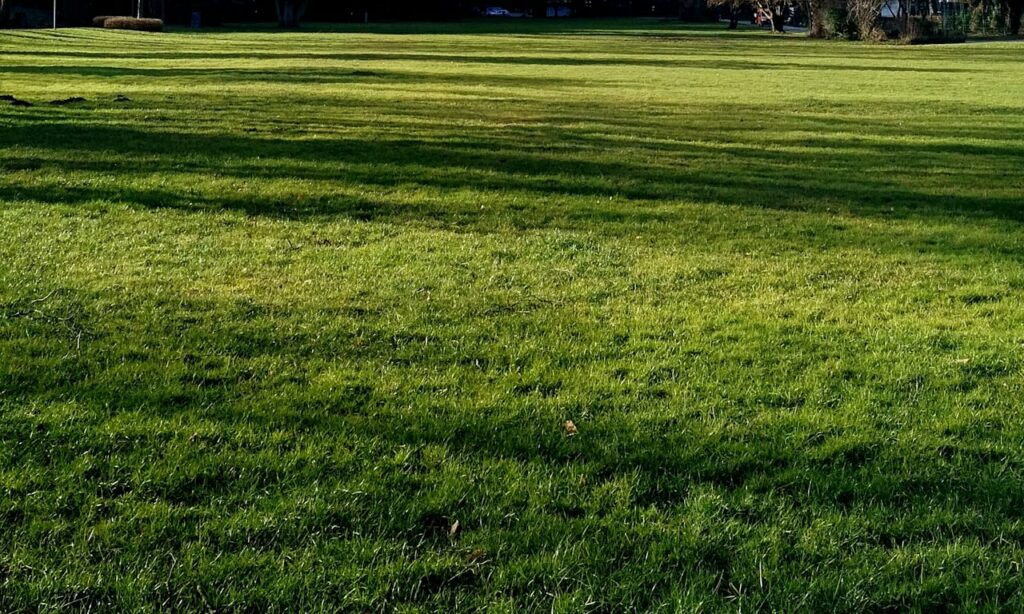 should-you-trim-hedges-in-summer