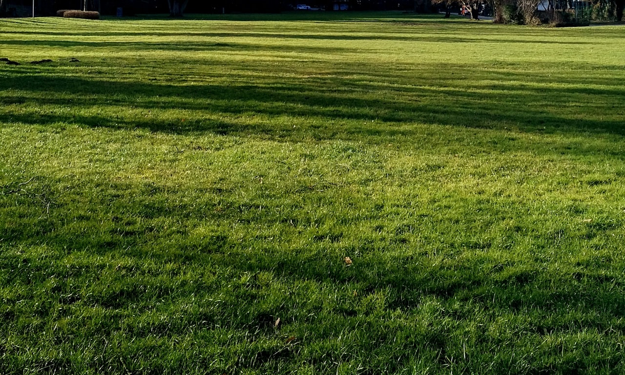 should-you-trim-hedges-in-summer