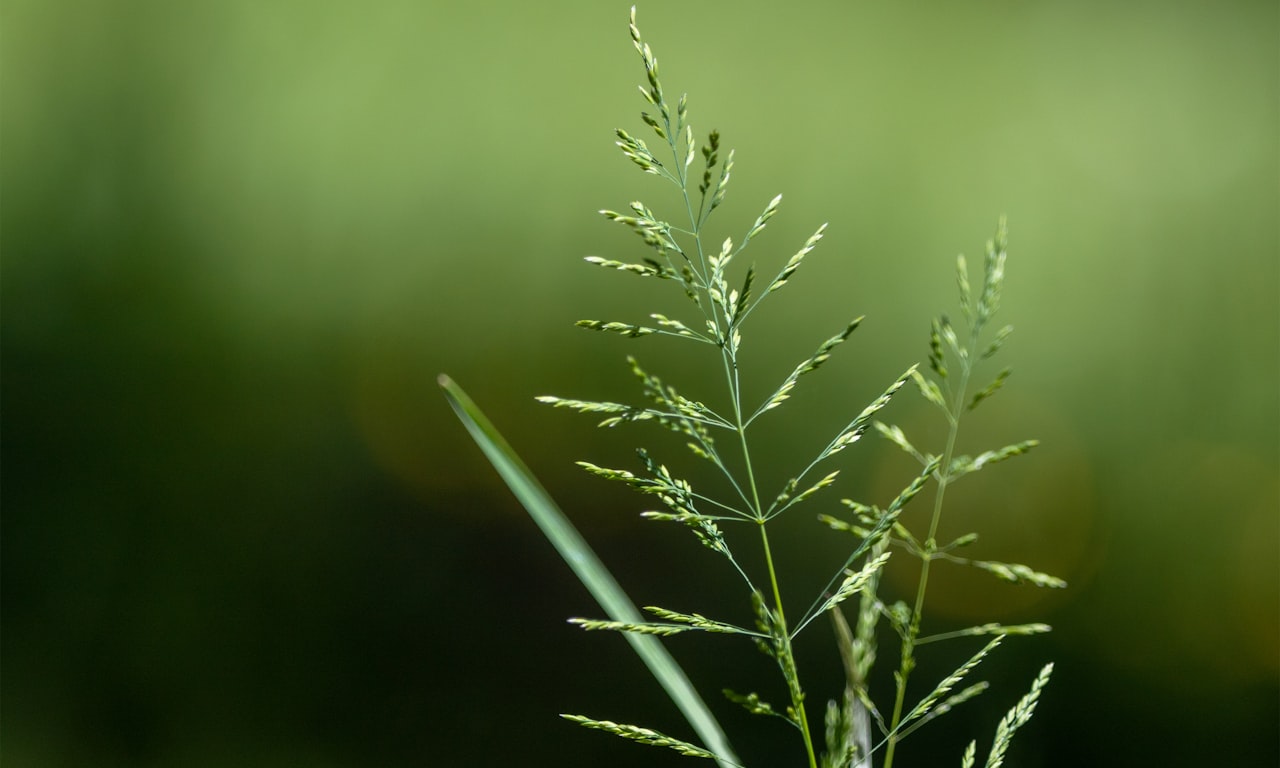 why do we need to control the growth of weeds0