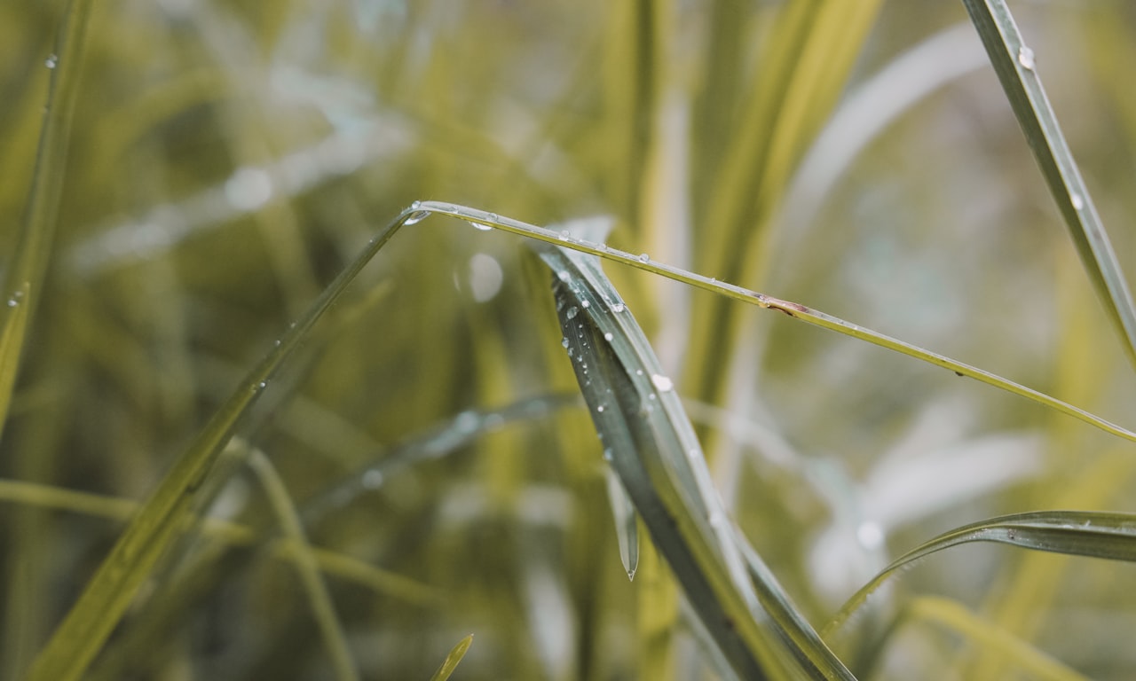 how to control weeds in organic farming0