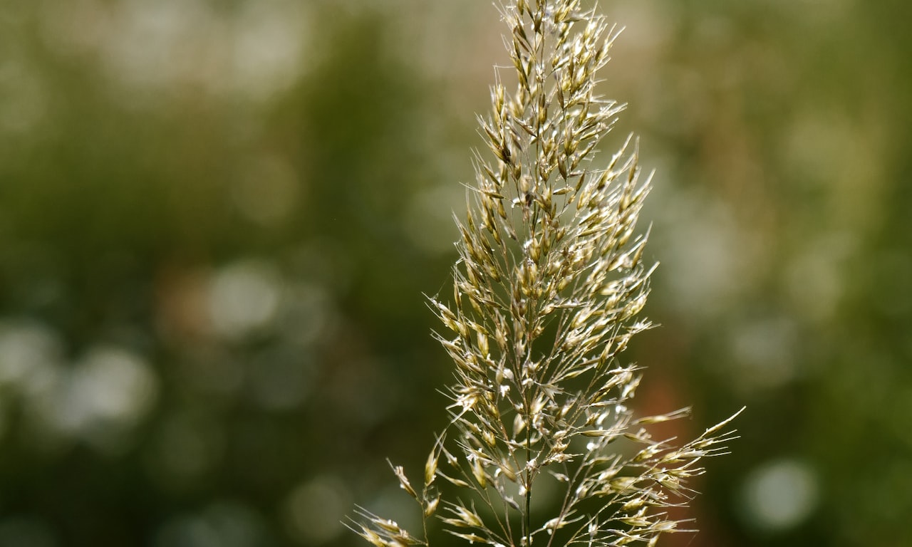 how to control weeds in st augustine grass0