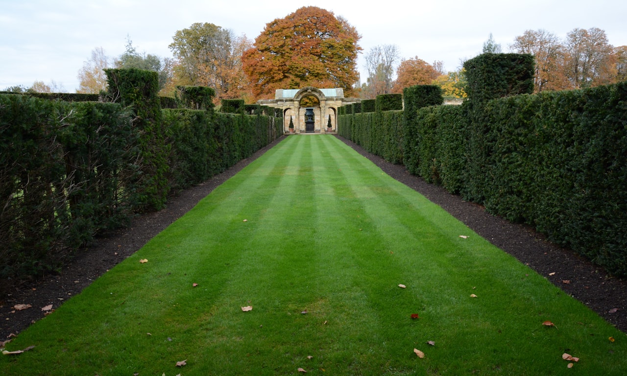 how to trim a young buxus hedge0