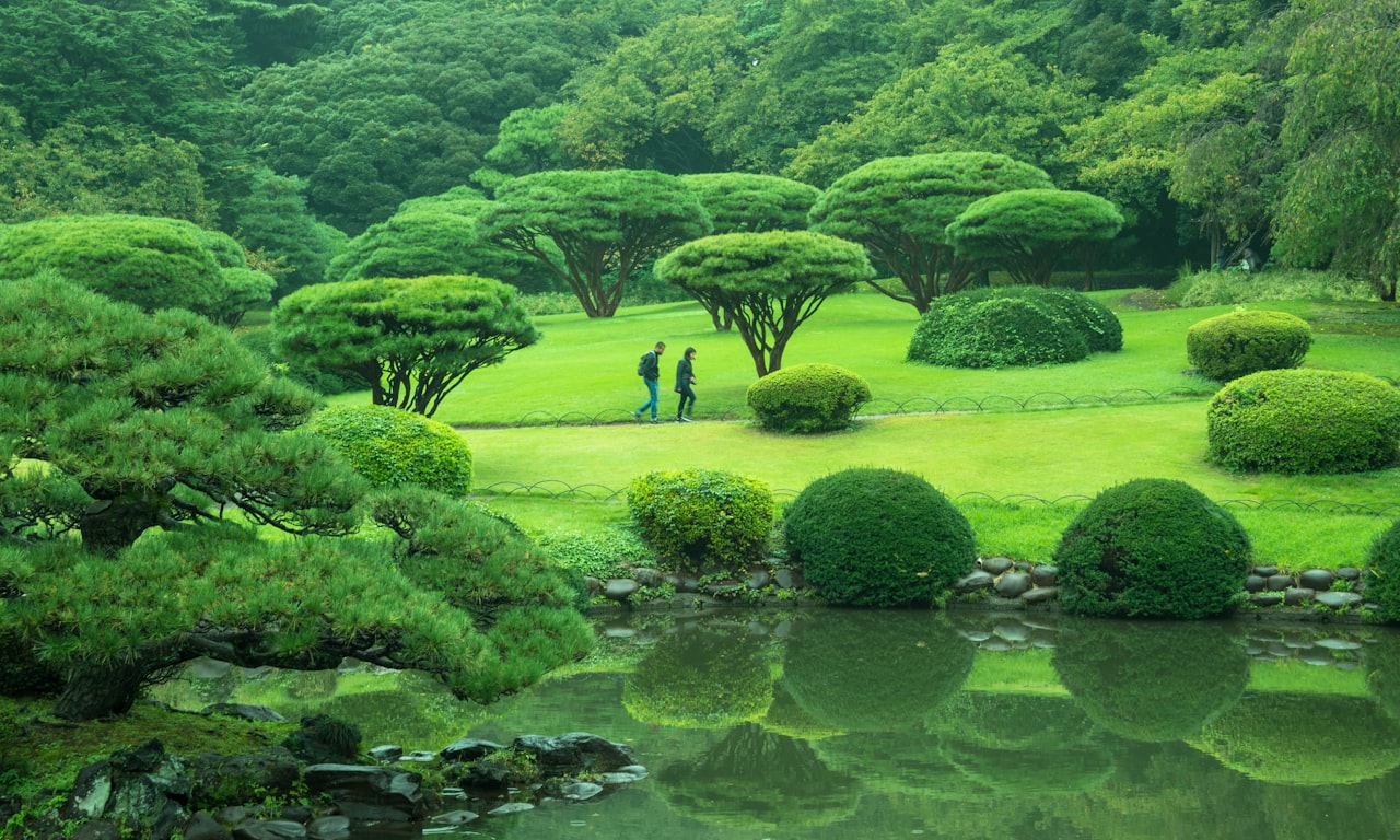 how to trim totara tree to hedge end0