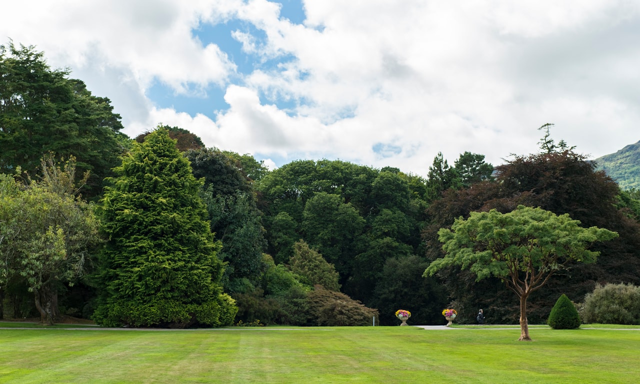 when-should-beech-hedges-be-trimmed