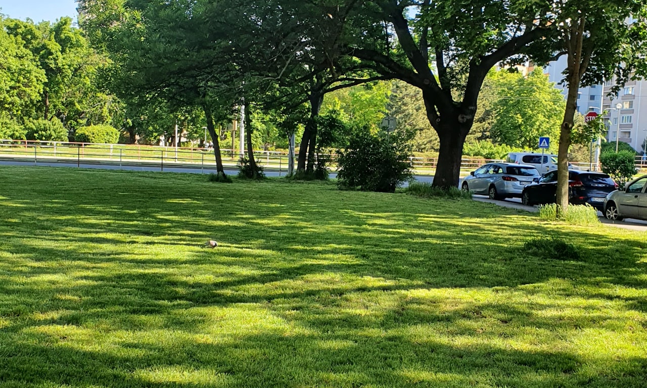 when-should-you-prune-box-hedges