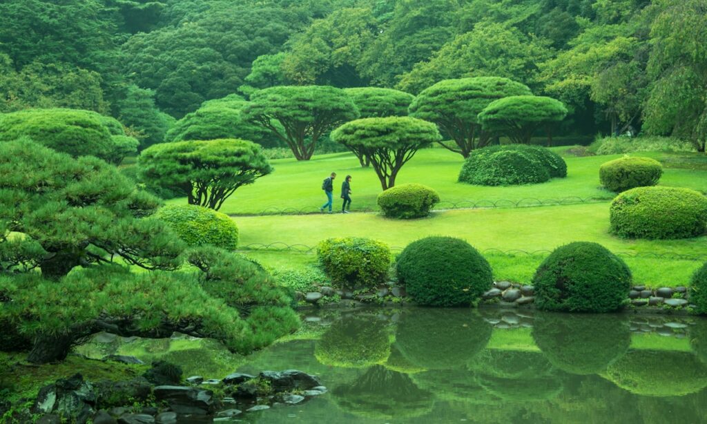 when-to-prune-dragon-red-myrtle-hedge-nz