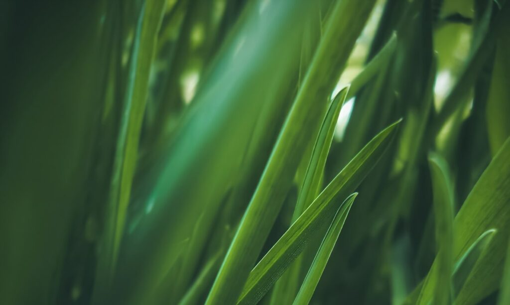 when-to-trim-cedar-hedges-in-vancouver